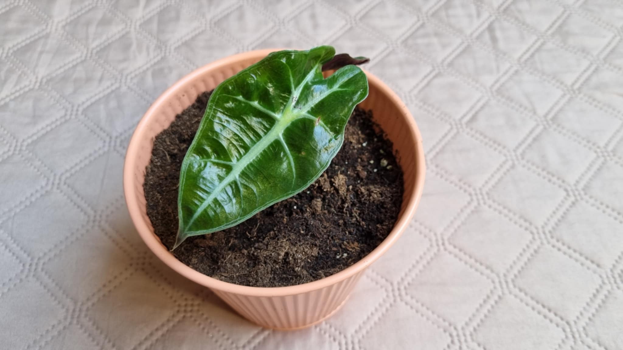 Elephant Ear